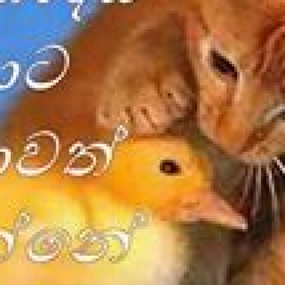 Profile photo of Iresh Kularathne