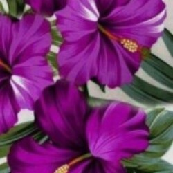 Profile photo of Sashi