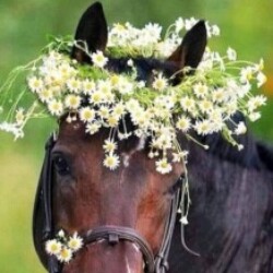 Profile photo of Ashan Fernando