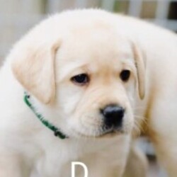 Profile photo of Amila Kumara