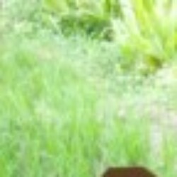 Profile photo of anuranga