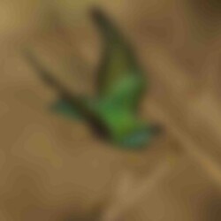 Profile photo of Hera