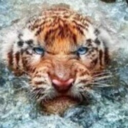 Profile photo of P287