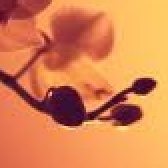 Profile picture of Nilushka