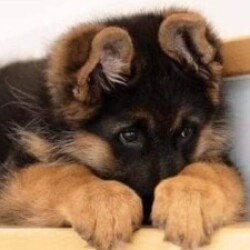 Profile photo of Damith