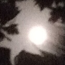 Profile photo of Dilshan