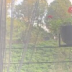 Profile photo of Ankur