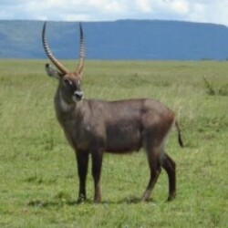 Profile photo of JP Nair