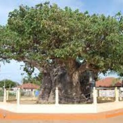 Profile photo of Manula