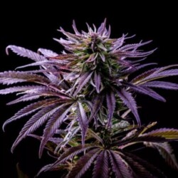 Profile photo of Sanesh TOP