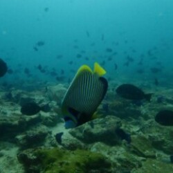 Profile photo of Phill tissera