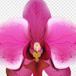 Profile photo of PureFun