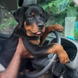 Profile photo of Rayan Renolds