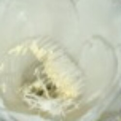 Profile photo of pradeep