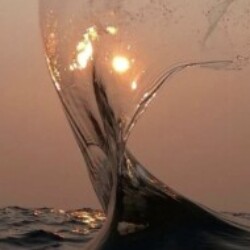 Profile photo of Trishan