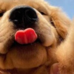 Profile photo of Aerosh