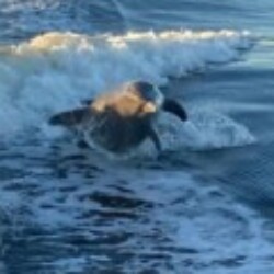 Profile photo of Tharangi