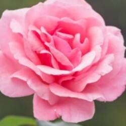 Profile photo of Mark