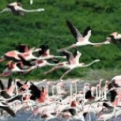 Profile photo of Prasa