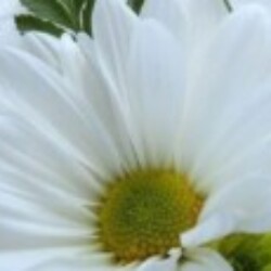 Profile photo of Manju