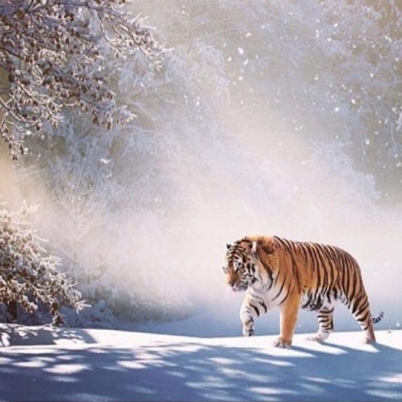 Profile photo of Rockhard