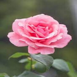 Profile photo of 123123