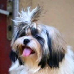 Profile photo of Ruwan