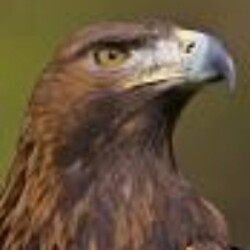 Profile picture of Eagle