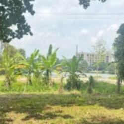 Profile photo of Sea Lion
