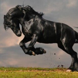 Profile photo of Kasun Ranaweera