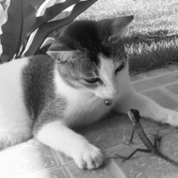 Profile photo of kaveesha pramod