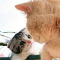 Profile photo of chamitj