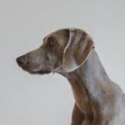 Profile photo of Maxza