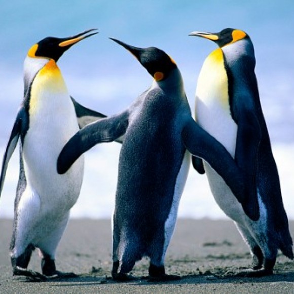 Profile photo of chan jaya