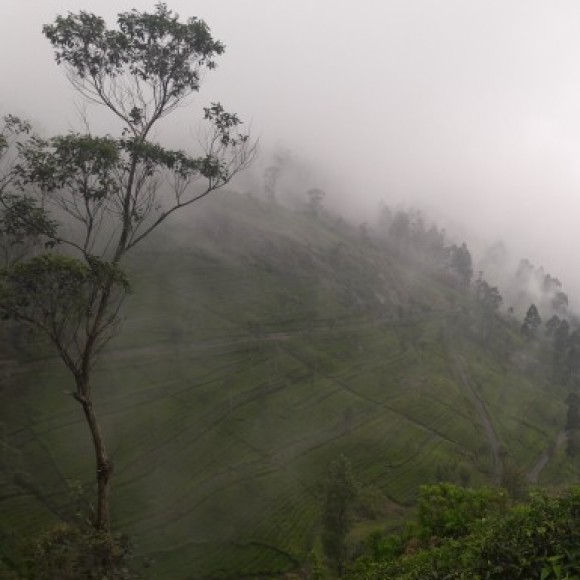 Profile photo of Amal