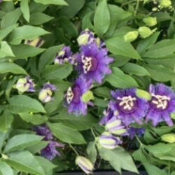 Profile photo of Chinthaka