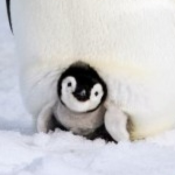 Profile picture of Hussain