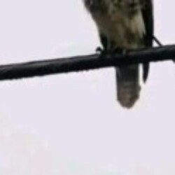 Profile photo of Sandun