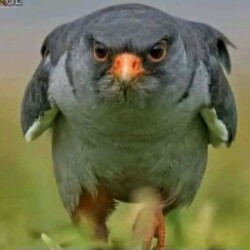 Profile picture of Ruchira