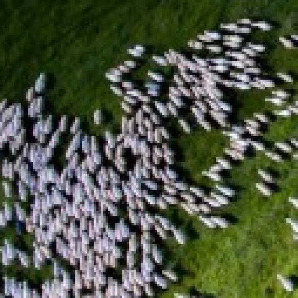 Profile photo of jeevi anan