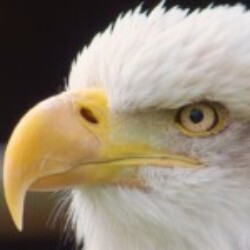 Profile photo of Asanka