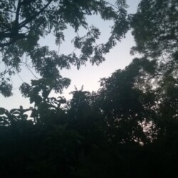 Profile picture of Shehan