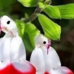 Profile picture of mntharan