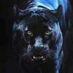 Profile photo of Haneem