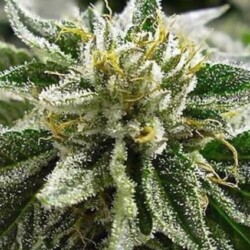 Profile photo of zihaan