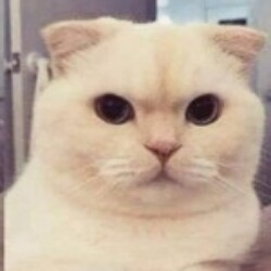 Profile photo of Mohamed