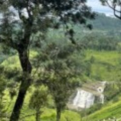 Profile picture of Chameera