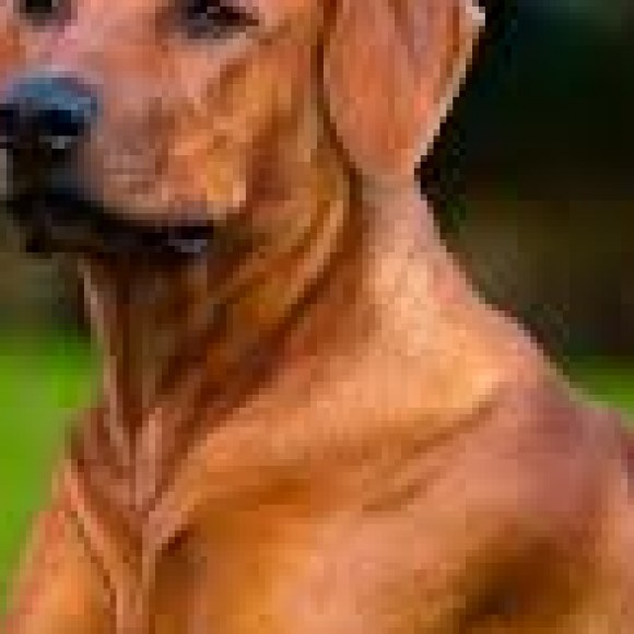 Profile photo of ceylonman - I am a Man