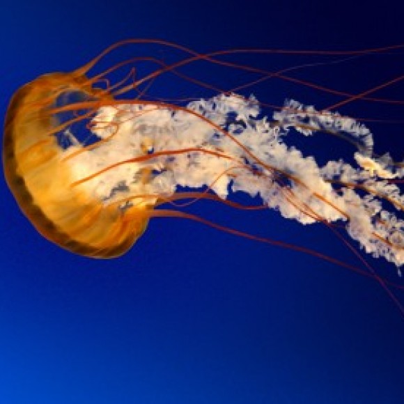 Profile picture of DMP Dissanayake