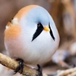 Profile photo of Sam